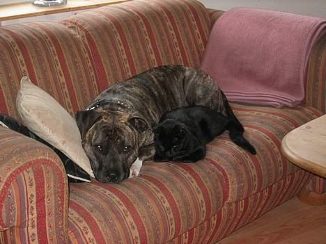 Amerikansk staffordshire terrier Dex Dexter billede 18