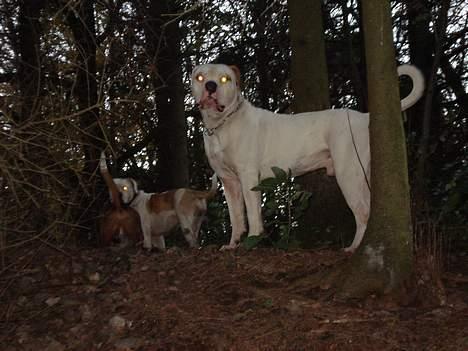 Amerikansk bulldog Østergård's Whitey "Ozzy" billede 2