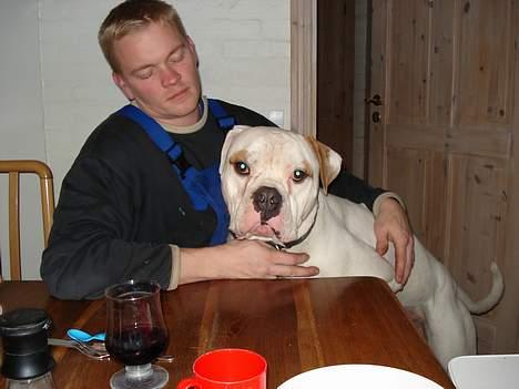 Amerikansk bulldog Østergård's Whitey "Ozzy" billede 3