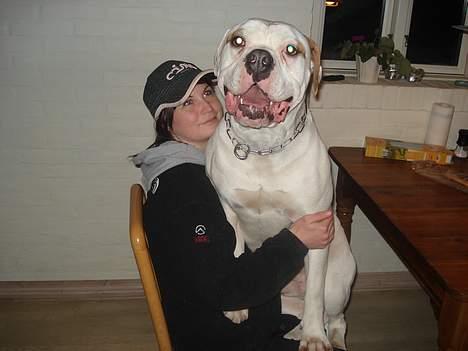 Amerikansk bulldog Østergård's Whitey "Ozzy" billede 4