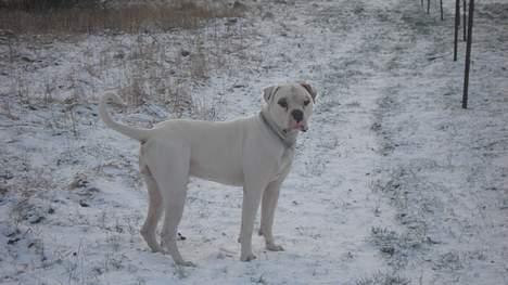 Amerikansk bulldog Østergård's Whitey "Ozzy" billede 5