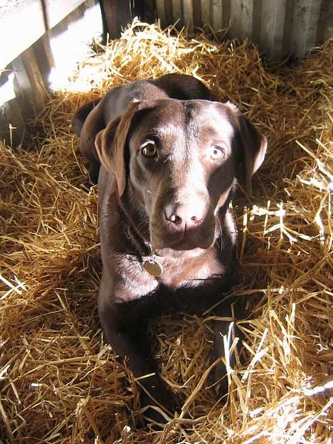 Labrador retriever Bella  - Hygge i hesteboksen, der er lunt og varmt :-) billede 14