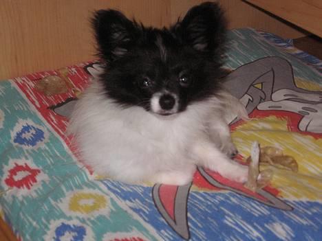 Papillon Bastian - Lille lige på min dejlig pude billede 11