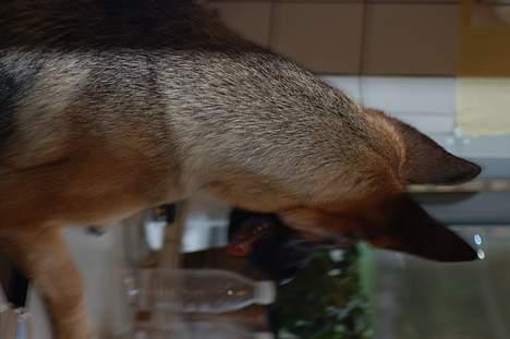 Schæferhund Chika<33 - hvad kan du se...? billede 11