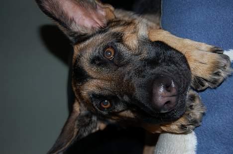 Schæferhund Chika<33 - du er så fin skatte...<3  billede 12