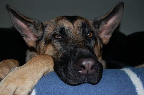 Schæferhund Chika<33 - hihi hvor ser du sjov ud i hovdet... :b billede 17