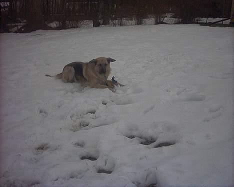 Blanding af racer scooby - Nuttet billede 8