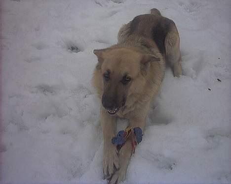 Blanding af racer scooby billede 9