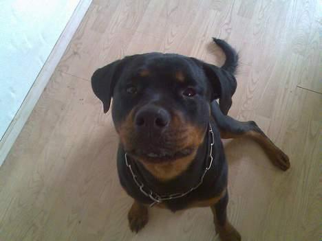 Rottweiler Troja billede 9
