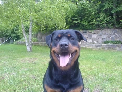 Rottweiler Troja billede 10