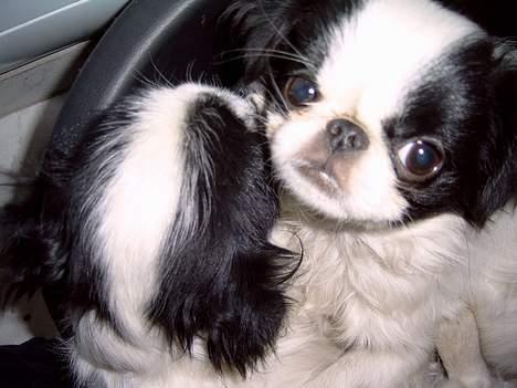 Japanese Daisy ( Hviler i Himlen ) - dette billede er taget ca ½ time inden jeg brækkede mit ben og måtte til dyrlægen.. billede 1