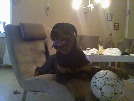 Rottweiler Troja - Bare kom og ta den!!!! vis du tør. billede 11