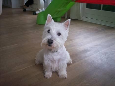 West highland white terrier Luna - Hej, jeg hedder Luna! billede 1
