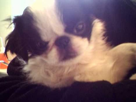 Japanese Daisy ( Hviler i Himlen ) - D.3-3-2007 dette er det allersidste billede mine ejere får af mig..  billede 19