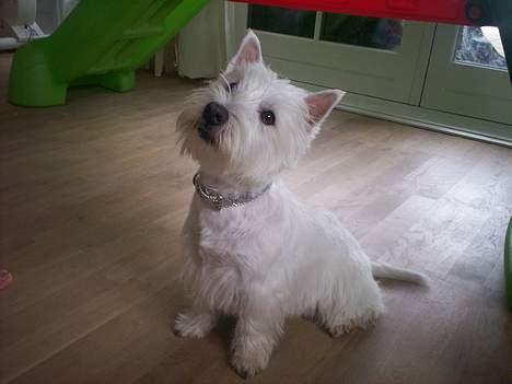 West highland white terrier Luna - Ok, nu sidder jeg fint - giv mig så den godbid :) billede 2