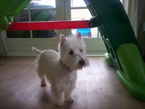 West highland white terrier Luna - HOV! Der kommer nogen, jeg skal liiiiige være lidt på vagt... billede 3