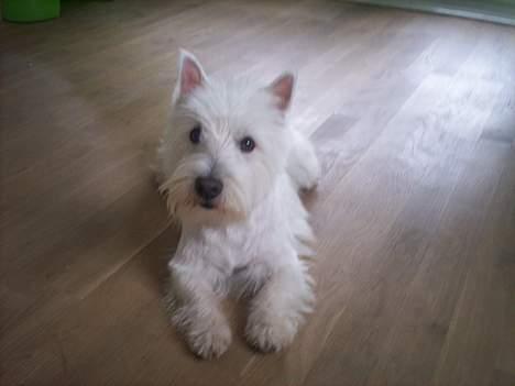 West highland white terrier Luna - Er jeg ikke fin? billede 4