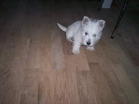 West highland white terrier Luna - Se hvor lille jeg var engang.. billede 5