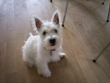 West highland white terrier Luna - lille lille bitte mig...! store ører... billede 6
