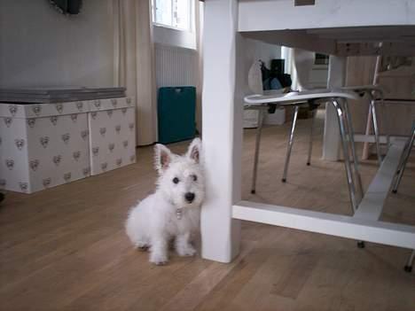 West highland white terrier Luna - ja, jeg var faktisk ikke ret stor - men temmeligt charmerende! billede 7