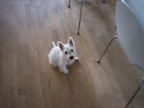 West highland white terrier Luna - lille lille bitte mig...! billede 8