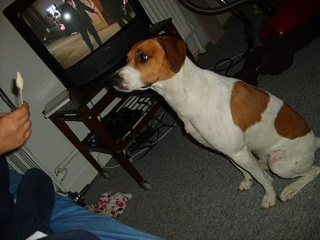 Dansk svensk gaardhund Oskar Davidsen - Der holder jeg noger Oskar godt kunne tænke sig... billede 15