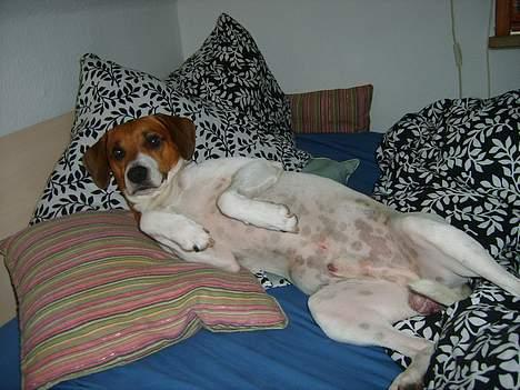 Dansk svensk gaardhund Oskar Davidsen - Oskar viser mave - Fyldt med pletter! =) billede 16