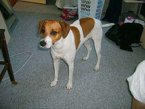 Dansk svensk gaardhund Oskar Davidsen - Flotte øjne... billede 17