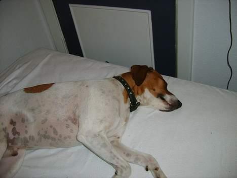 Dansk svensk gaardhund Oskar Davidsen - Endnu en træt Oskar! billede 18