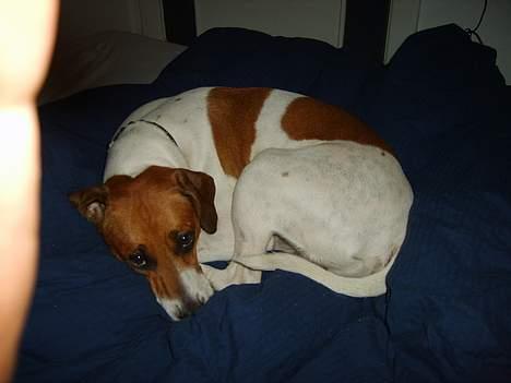 Dansk svensk gaardhund Oskar Davidsen - Oskar ligger og holder på varmen! billede 19