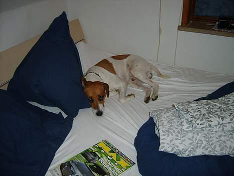 Dansk svensk gaardhund Oskar Davidsen - Oskar ligge og slapper af... Han holder pladsen varm! billede 20