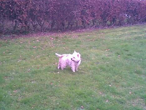 West highland white terrier Daisy billede 8