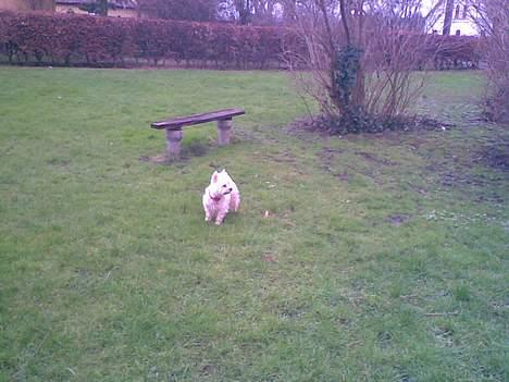 West highland white terrier Daisy billede 9