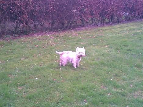West highland white terrier Daisy billede 10