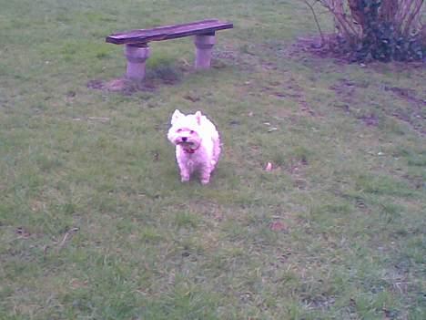 West highland white terrier Daisy billede 11