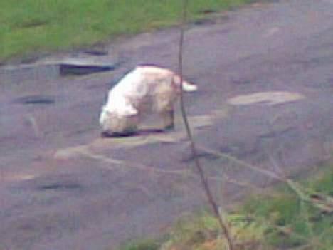 West highland white terrier Daisy billede 12