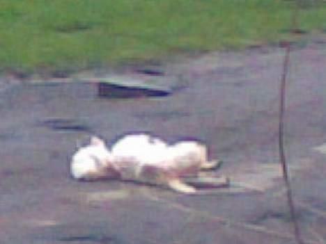 West highland white terrier Daisy billede 13