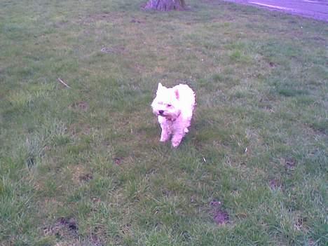West highland white terrier Daisy billede 14