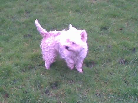 West highland white terrier Daisy billede 15