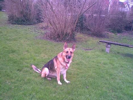 Schæferhund Viktor billede 4