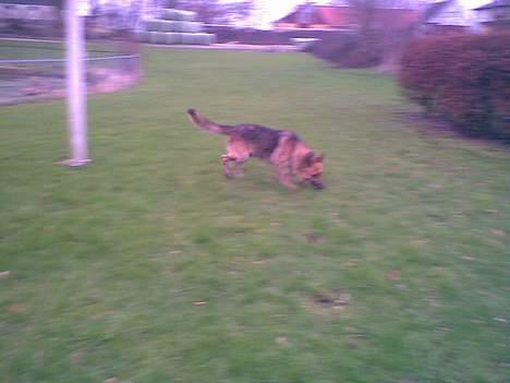 Schæferhund Viktor billede 5