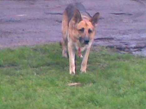 Schæferhund Viktor billede 6