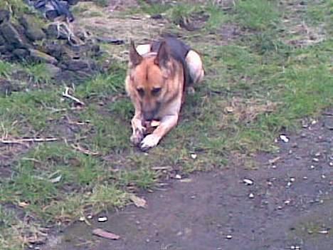 Schæferhund Viktor billede 7