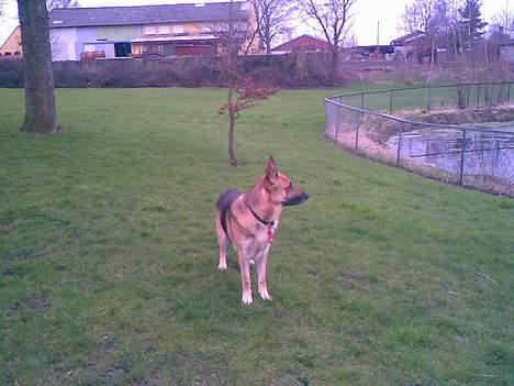 Schæferhund Viktor billede 9
