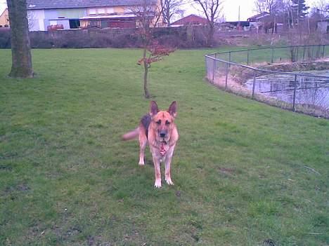 Schæferhund Viktor billede 10