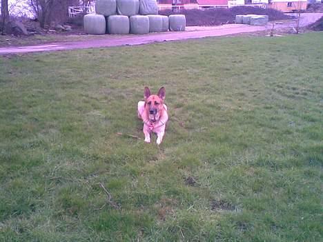 Schæferhund Viktor billede 11