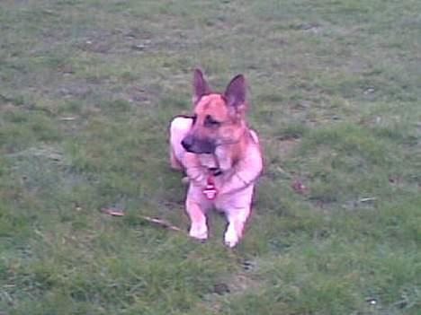 Schæferhund Viktor billede 12