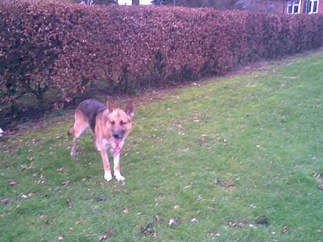 Schæferhund Viktor billede 13