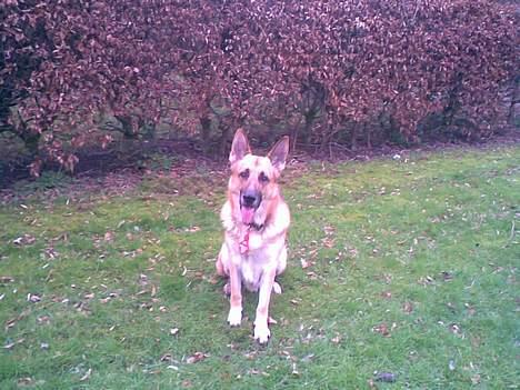 Schæferhund Viktor billede 14