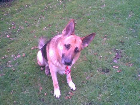 Schæferhund Viktor billede 15